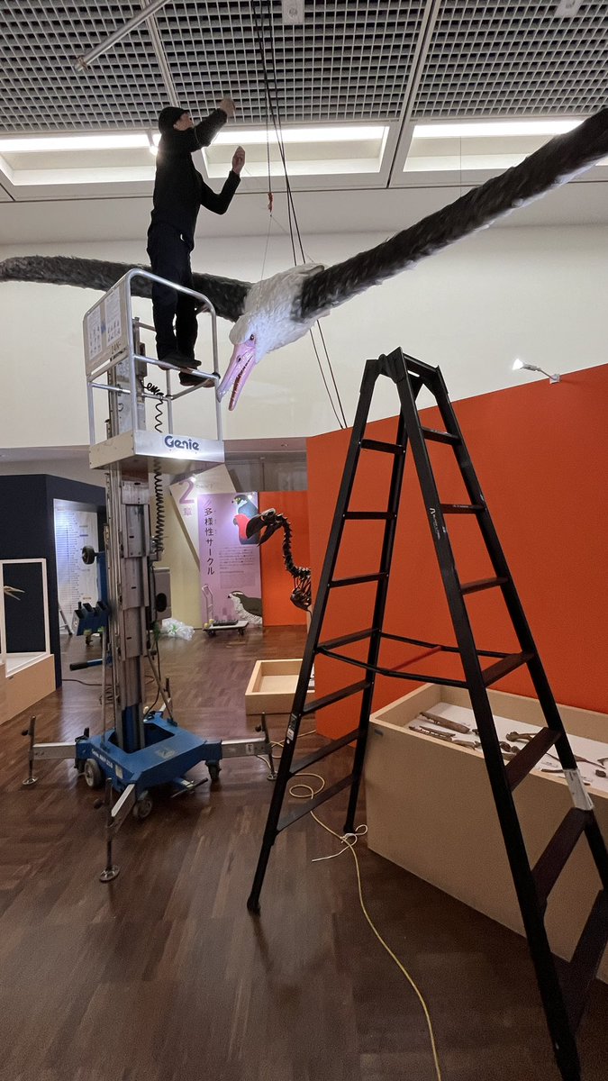 【公式】特別展「鳥」 tweet media