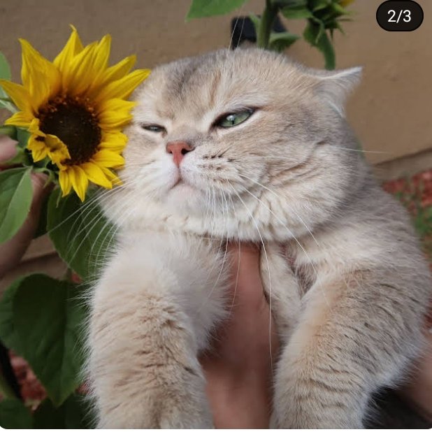 learn and prepare tweet media