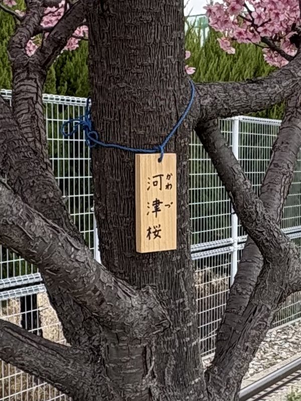 この木一本だけ満開でびっくりしたが早咲きの種類なんだろうね。