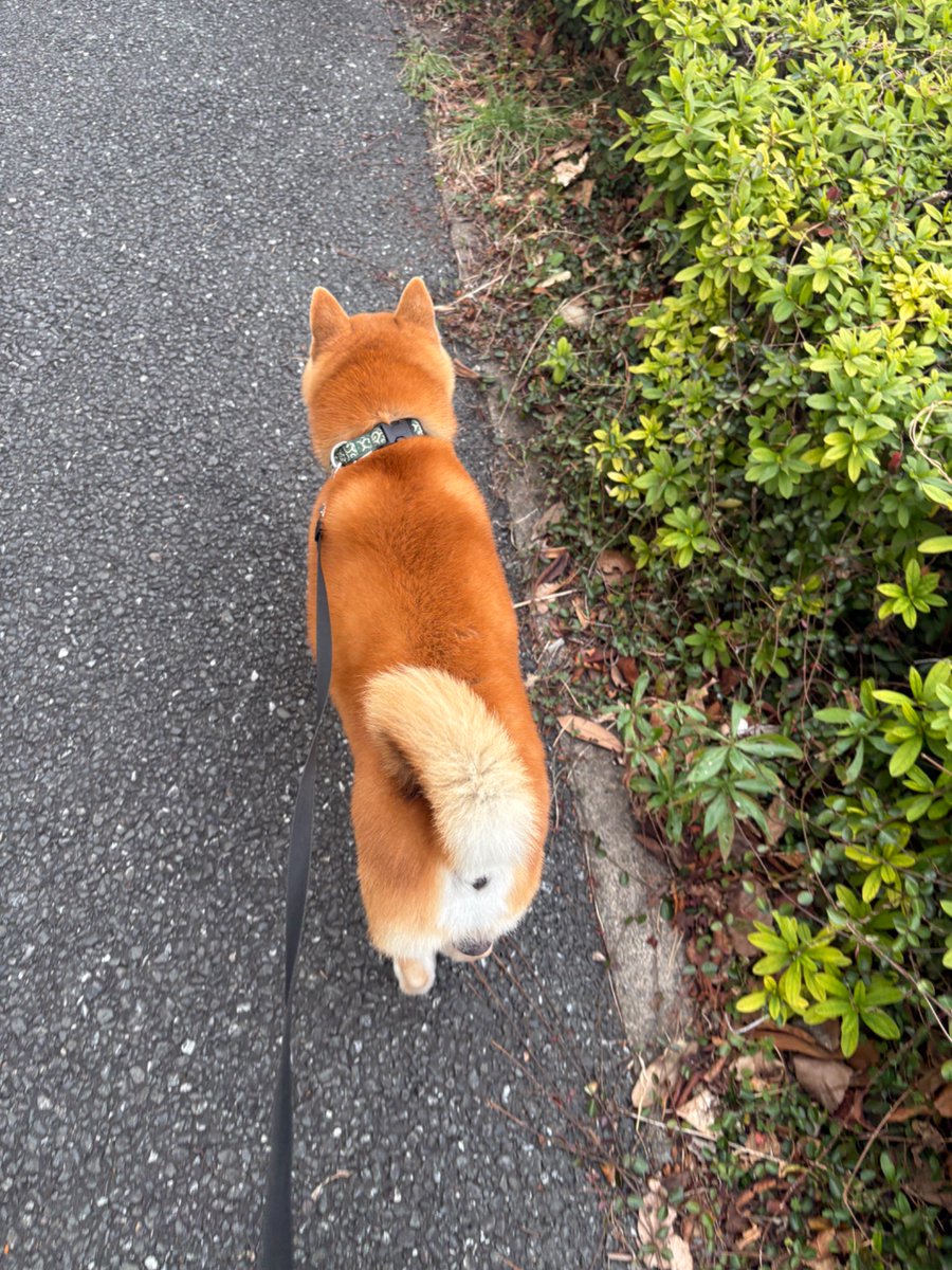 wildhawkhawk's tweet photo. ウチの柴リキが最悪の体調から通院治療の結果が実り散歩、食事が普通にできるまで回復しました。もう少し様子を見て手術で胆嚢摘出するか胆嚢が大きいまま生活するか話し合う予定です🐕 https://t.co/m3CKF8XucX