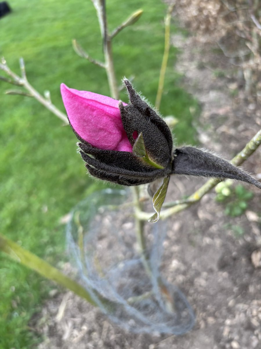 AlanEDown's tweet image. Will it open today?
The very first bloom on a #Magnolia Caerhays Belle #inmygardennow . 
Plant sourced from @burncoose not long ago.