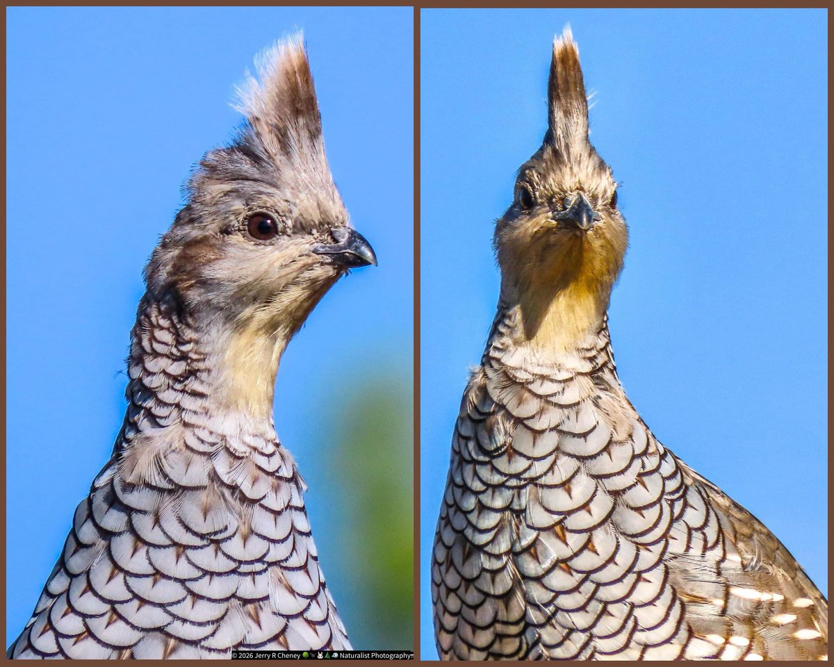 JeriInSantaFe's tweet photo. @ABCbirds Some of the Scaled Quail I have photographed in Santa Fe, New Mexico, USA https://t.co/vEoO0ojjyt