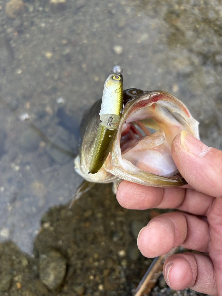 thtackle tweet media