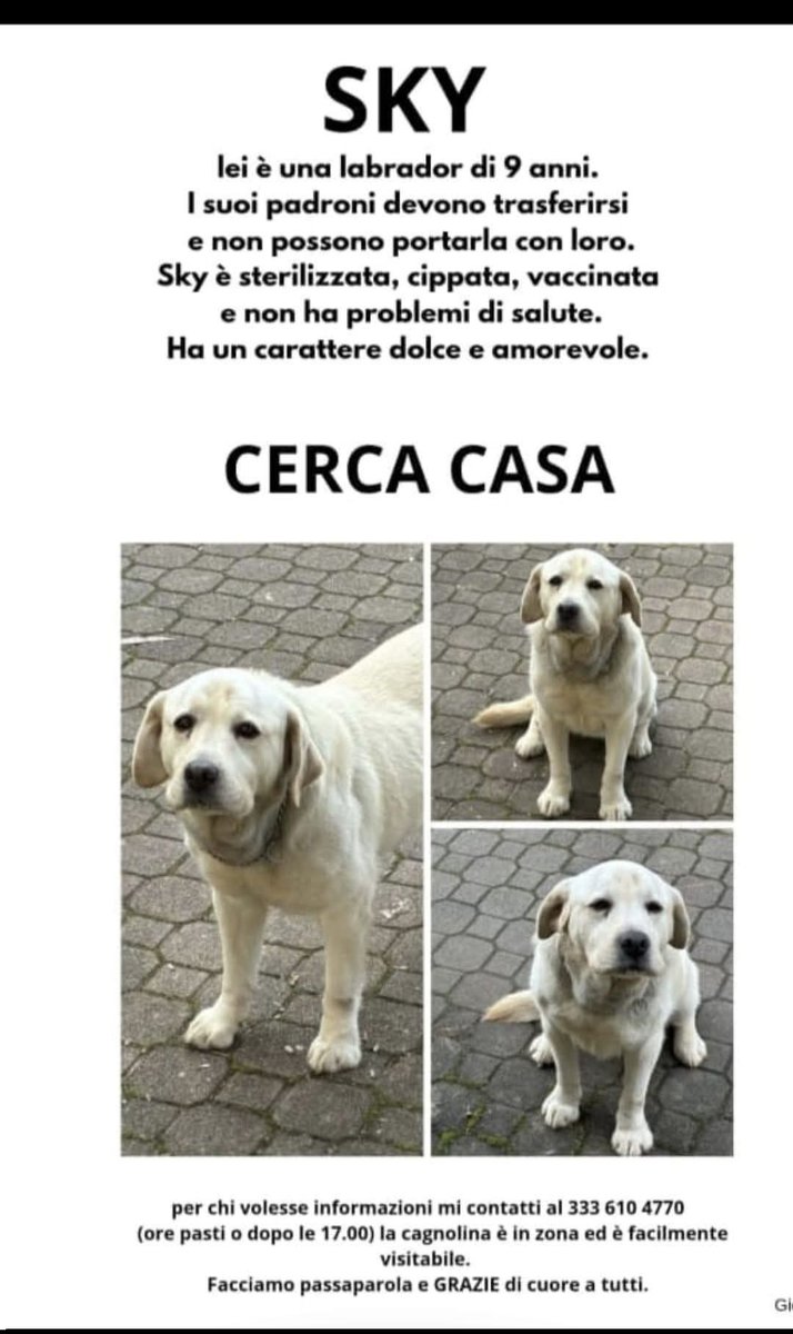 FiorellaArcodi1's tweet photo. Amanti dei Labrador 🥰dove siete??
Qui c'è una ragazza bellissima che cerca 🏡 forza 💪🏻 aiutiamola noi, 💕💕 
Grazie a chi ci sarà https://t.co/XpJx0aHZVk