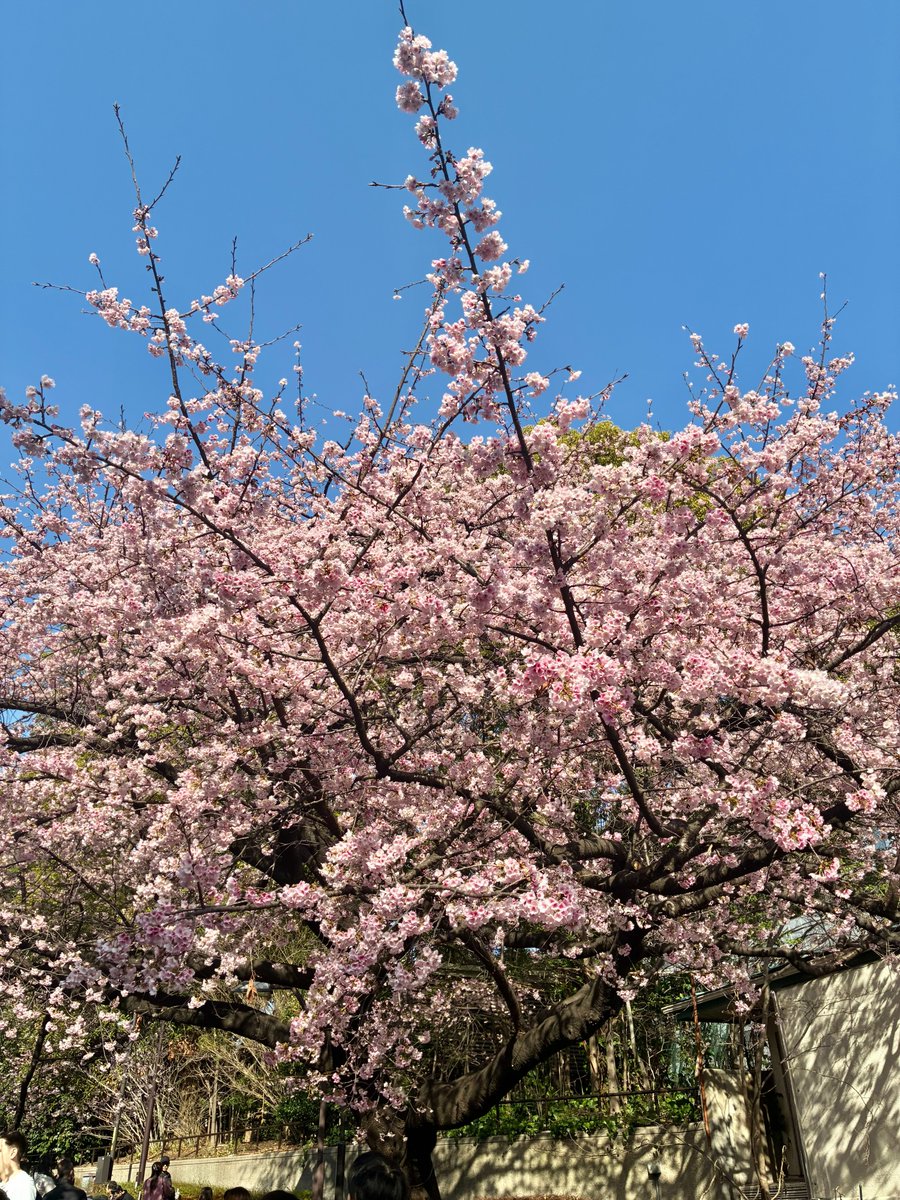 Creation__2016's tweet photo. おはようございます！
先日出かけた際に桜が咲いているのを見かけて嬉しくて撮ってみました🌸
今週も頑張っていきましょう～！
#企業公式春のフォロー祭り https://t.co/tf6RhkmMmH