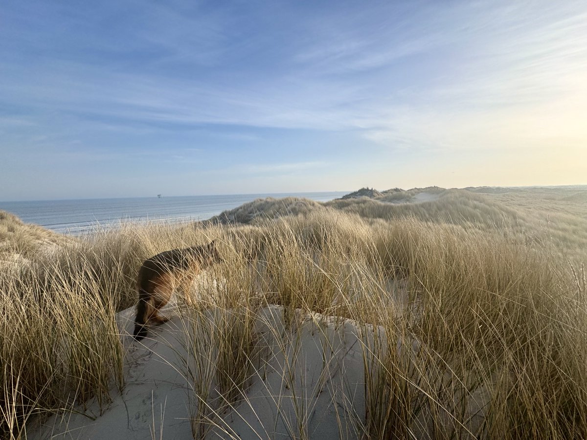 richardtkiewiet tweet media