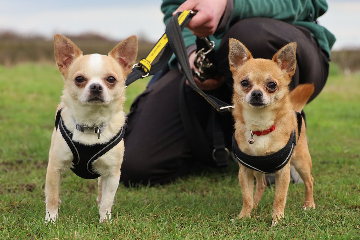 DT_Leeds's tweet photo. 🐶💛 MEET ARTHUR &amp; BIRTIE 💛🐶

This adorable pair of Chihuahuas are best buddies and looking for a new home together. 🏡

Find out more 👉 https://t.co/W13vTFXPzY

#RescueDogs #AdoptDontShop #Leeds #Chihuahua #FriendshipFriday @DogsTrust https://t.co/SFkbe3W639