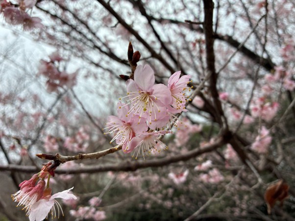 #立川庁舎さくら情報
立川庁舎北口付近で椿寒桜が咲いています🌸
別名「初美人」とも言われており、薄桃色の花が密集してフリルのようです。
ちなみに、椿寒桜の原木は、愛媛県松山市の伊豫豆比古命神社にあるそうですよ⛩
「さくら観察MAP」tokyo-aff.or.jp/uploaded/attac…
＃ツバキカンザクラ　＃サクラ