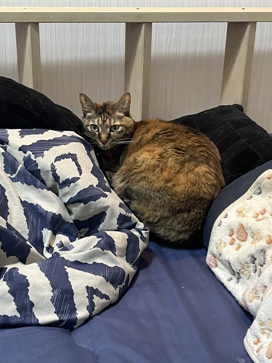 ui_4645's tweet photo. 新居からのニャンズ🐾 https://t.co/VEucR2D3KK