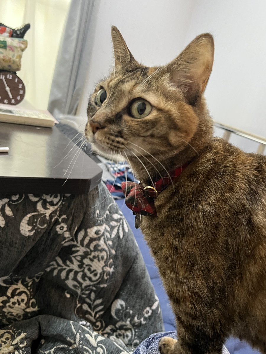 ui_4645's tweet photo. 新居からのニャンズ🐾 https://t.co/VEucR2D3KK