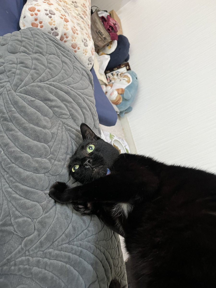 ui_4645's tweet photo. 新居からのニャンズ🐾 https://t.co/VEucR2D3KK