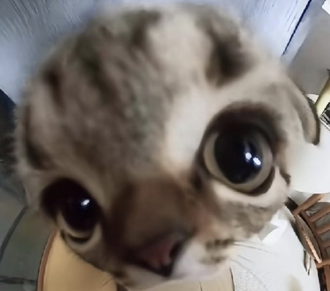 DJ Cat On The Mix tweet media