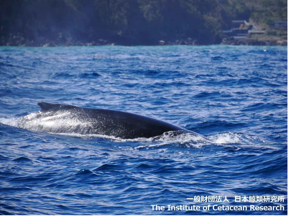八丈島クジラ目撃情報🐳】 昨日3月5日の日本鯨類研究所調査チームから