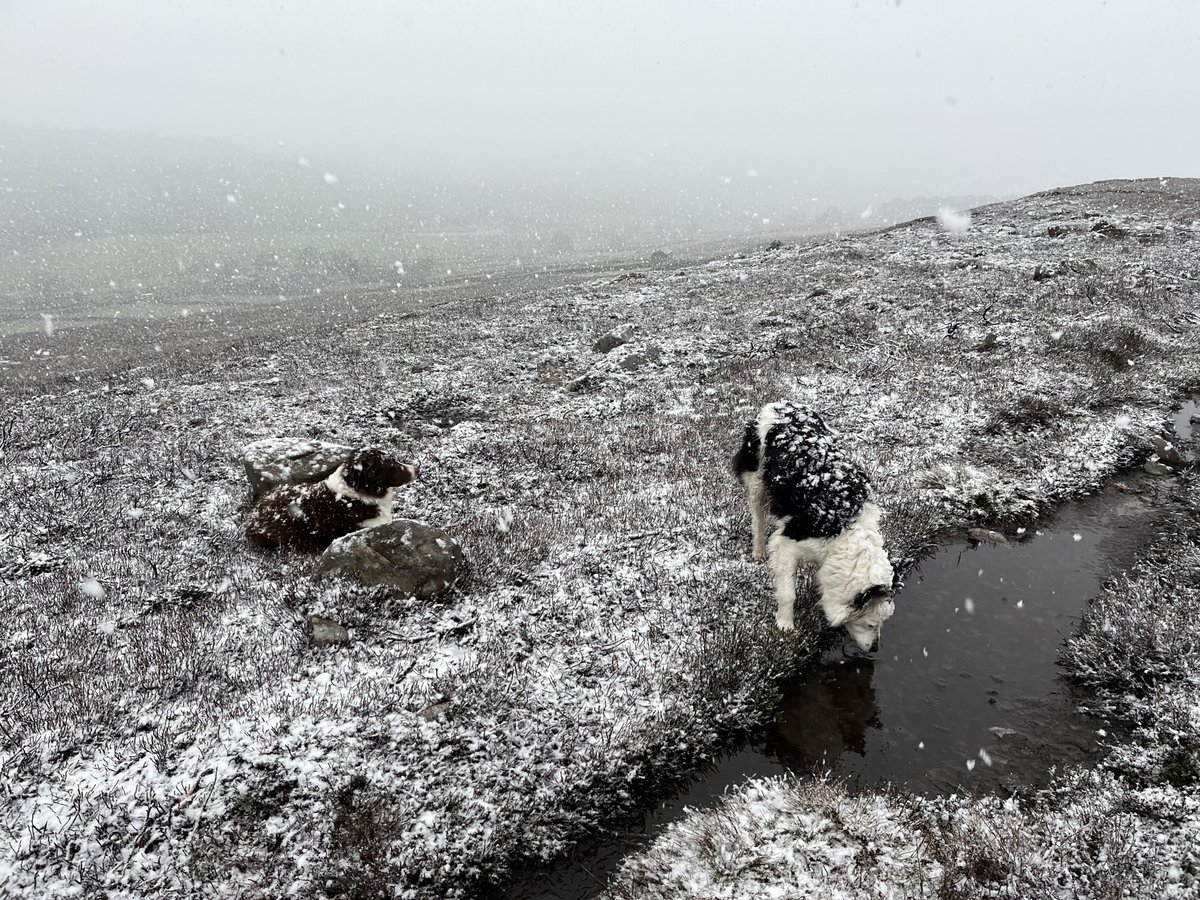 Mark Forrest tweet media