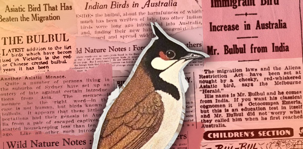 GASt - Gesellschaft für Australienstudien tweet media