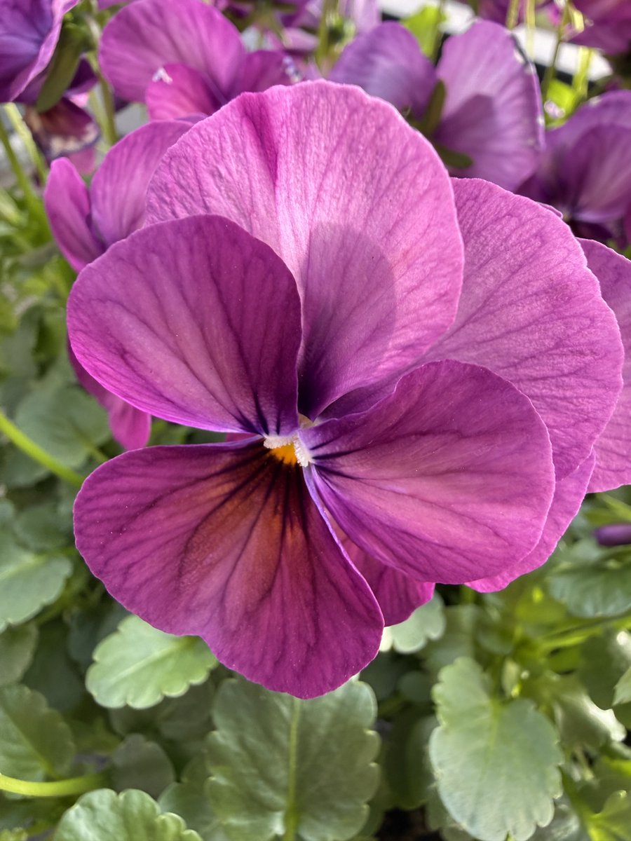 Goedemorgen,
Gisteren naar het tuincentrum geweest en wat viooltjes gekocht.
Even wat vrolijkheid.
Fijne dag 🙋‍♀️