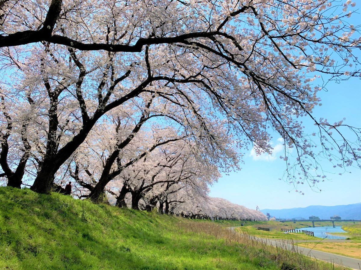 fukuikankou's tweet photo. 🌸今年も「#ふくい桜まつり2026」が3/21（土）～4/5（日）にかけて開催されます🌸
ㅤ
「日本桜名所１００選」#足羽川桜並木 をなどの桜ライトアップを中心に、桜の都、福井を各種イベントが彩りますよ✨
ㅤ
是非皆さまお越しください🫶
https://t.co/eC6JZhTf3h
#福井 #桜 #お花見 #桜まつり https://t.co/d56AKaquJd
