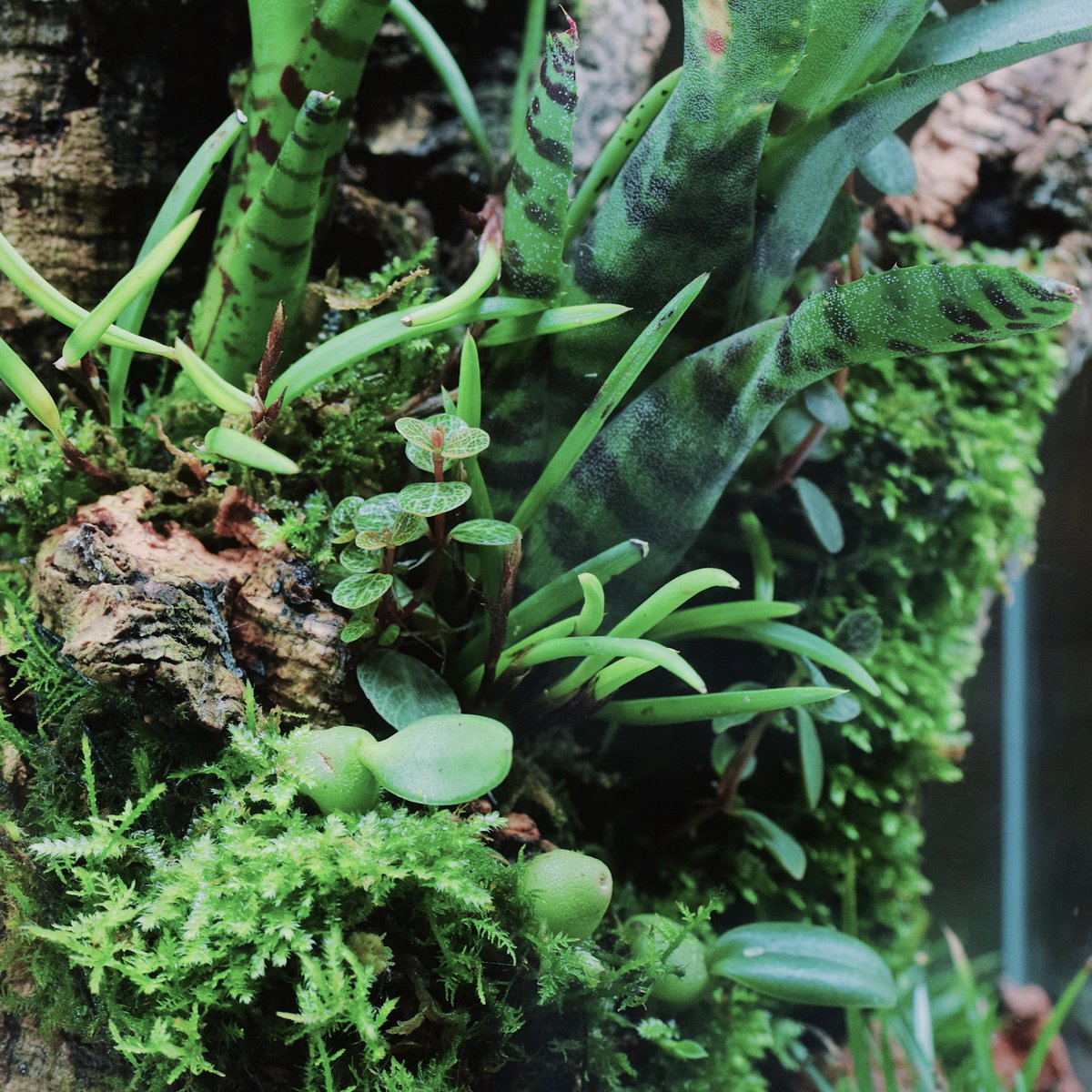 ada_lab_umeda's tweet photo. PLANTS REPORT
: Neoregelia 'Akeso'

主に熱帯に生息する着生植物、ネオレゲリア。
タンクブロメリアとも呼ばれ、硬い葉が筒状に重なり、水を貯める構造を持つことが特徴です。

#adalab #adalabumeda #ada https://t.co/uywcIyYsjz