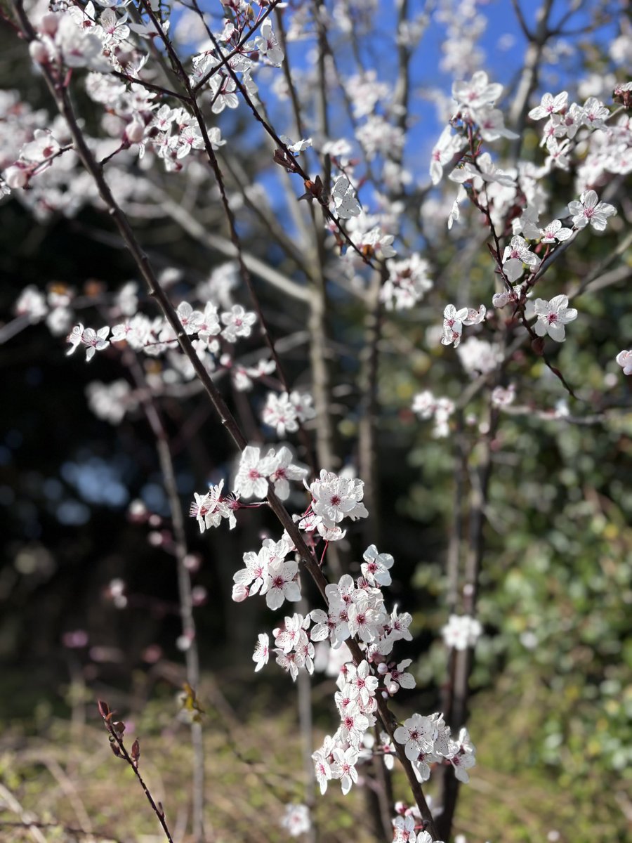 Ms Rebecca Merry tweet media