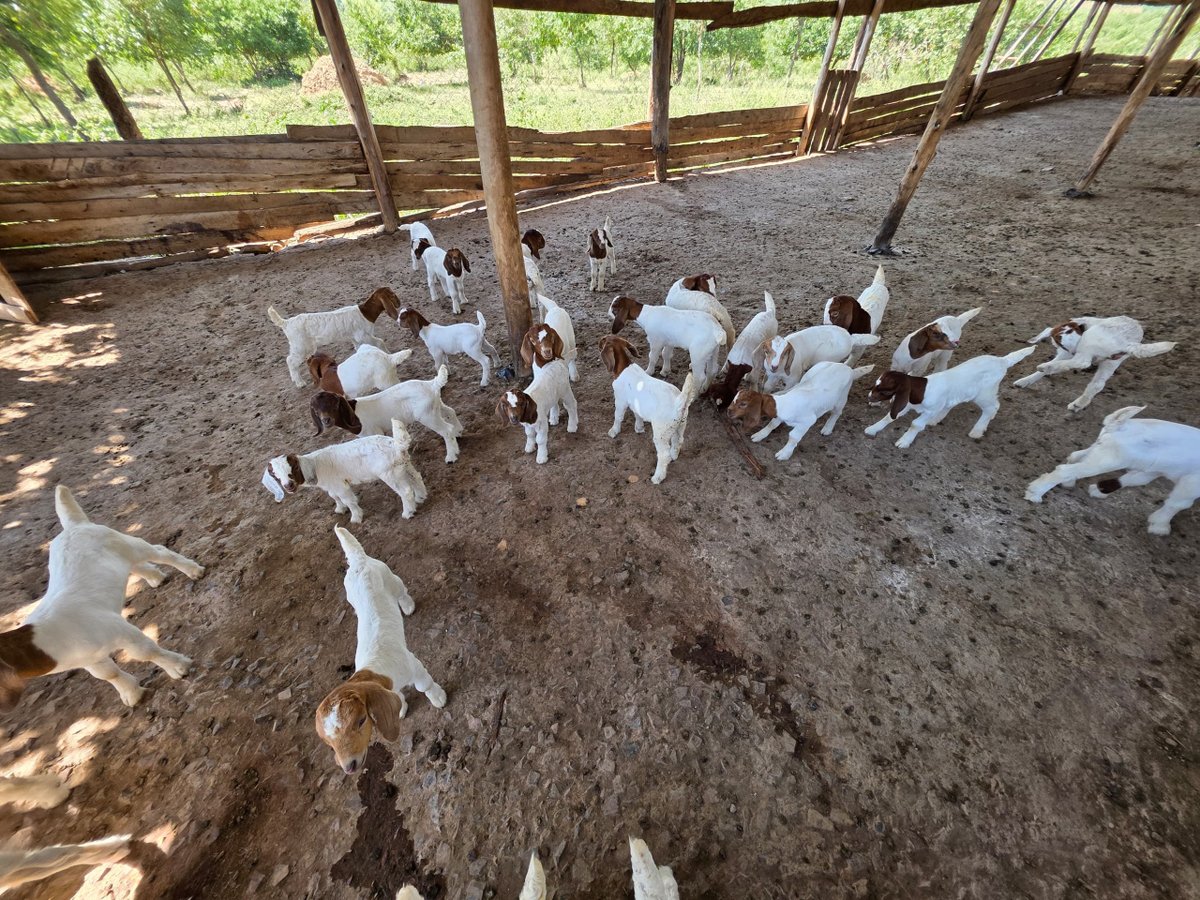 cityfarmug's tweet photo. Small but full of energy!
#BreedingQualityGoats #GoatFarming https://t.co/Ts8WjxM8Fo