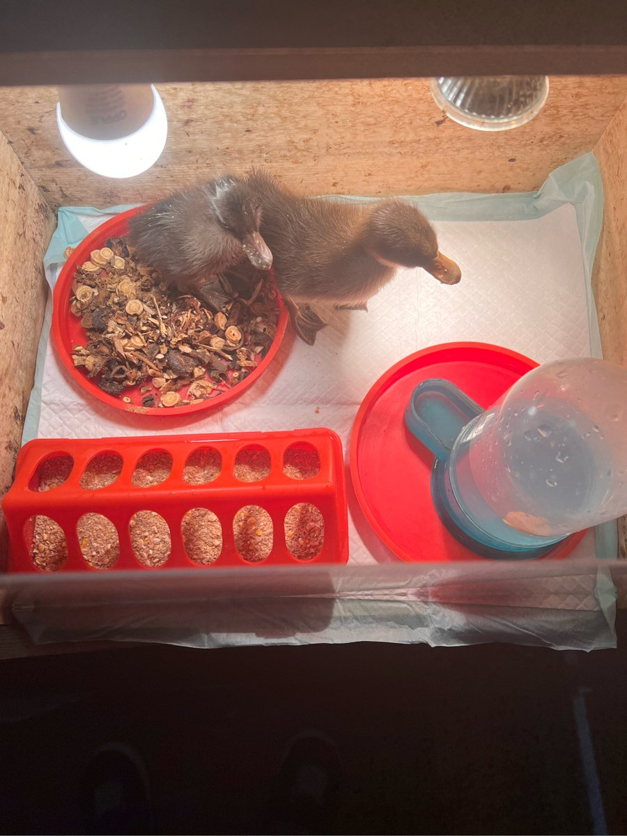 ArsslanShadab's tweet image. "Sort old stuff → Keep what sparks joy, donate what doesn’t. Small cleanout = Big fresh start!  #OldStuffSorting #DeclutterJoy"