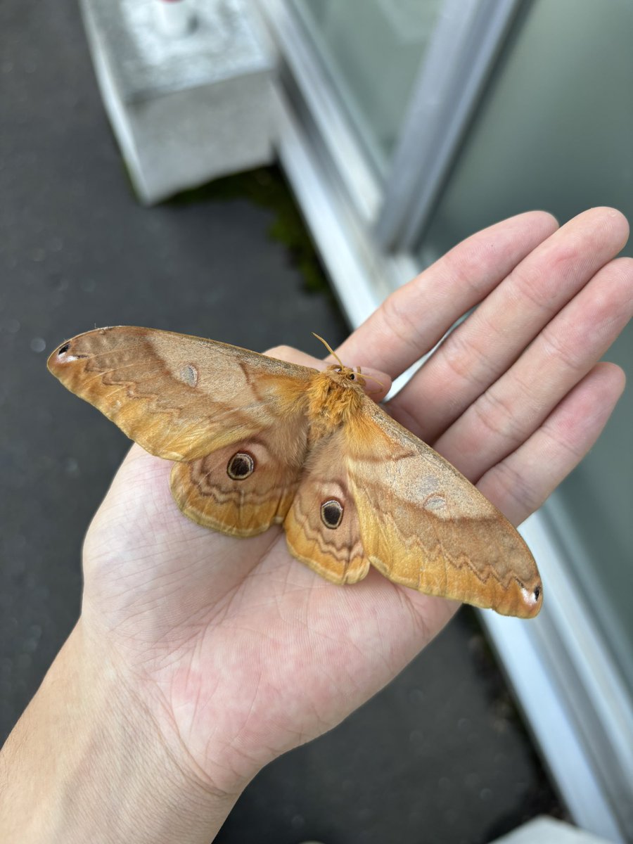 北海道大学クスサン研究会 tweet media