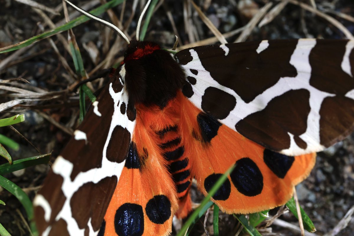 北海道大学クスサン研究会 tweet media