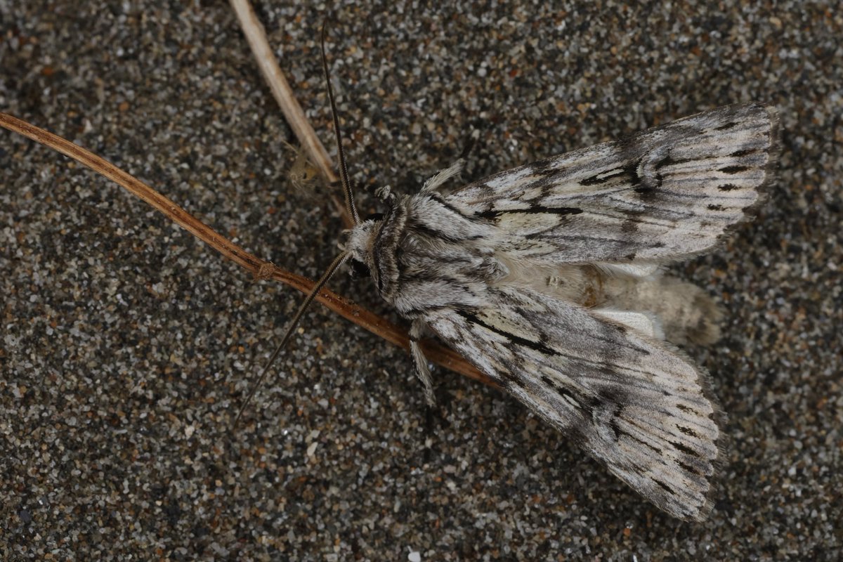 北海道大学クスサン研究会 tweet media