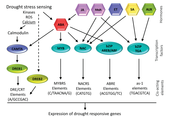 A  review of regulatory networks controlling plant drought responses, focusing on root sensing, signaling pathways, and transcription factors such as DREB, NAC, bZIP and AP2/ERF.
Helpful for anyone studying drought-related gene regulation.
🔗 doi.org/10.1093/jxb/er…