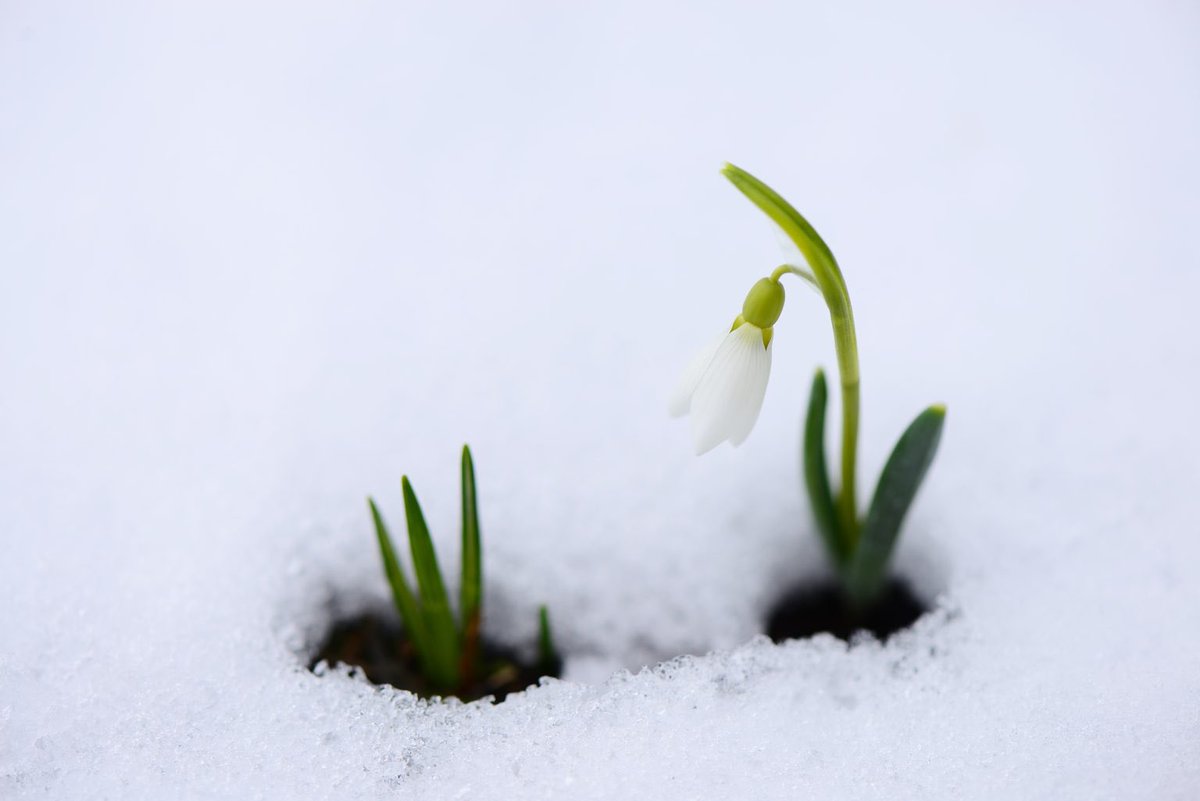 Kardelen
#sırtçantam #lsmailşahinbaş #paflagonya #safranbolu #kardelen