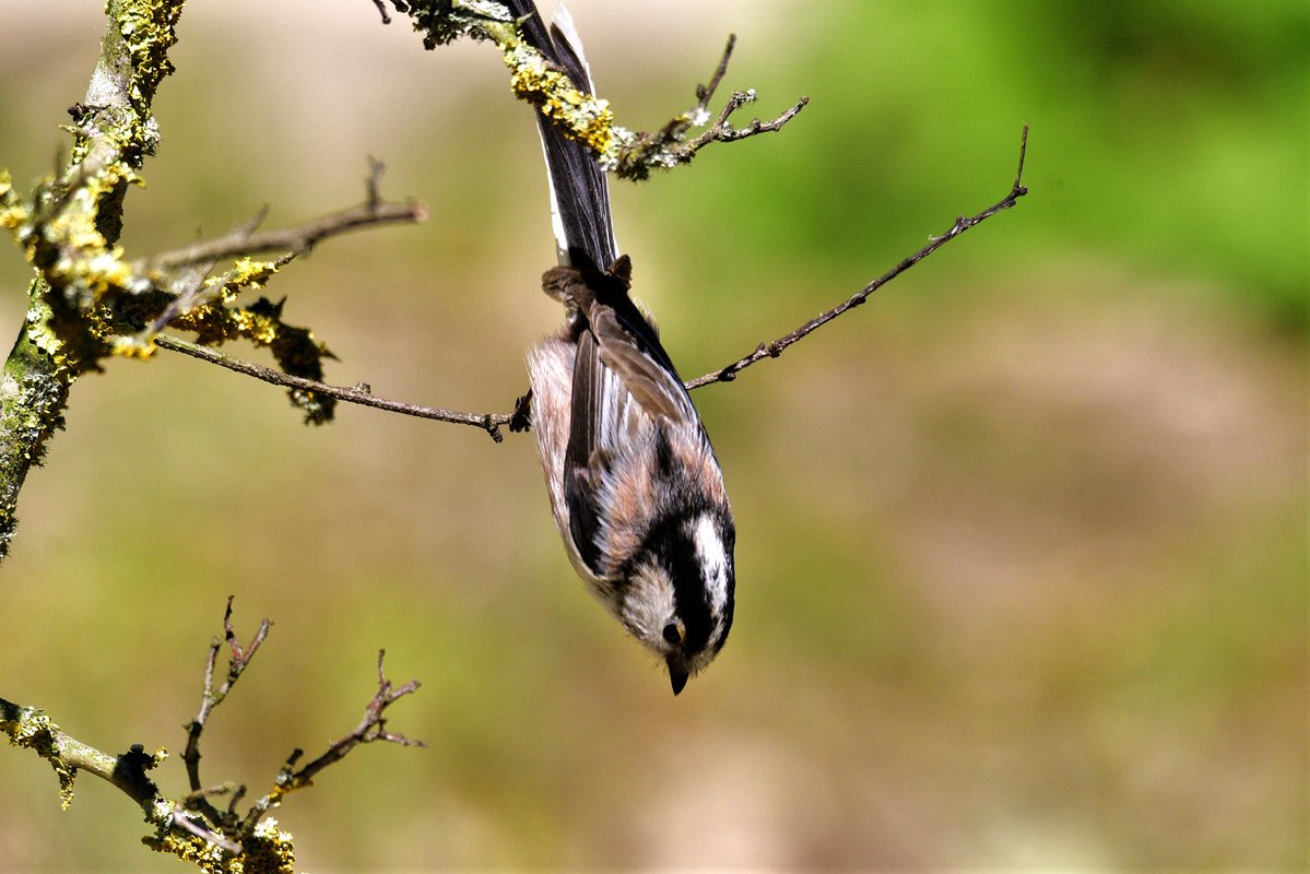 Jaume Bagés Ribera (Salauris 49) tweet media