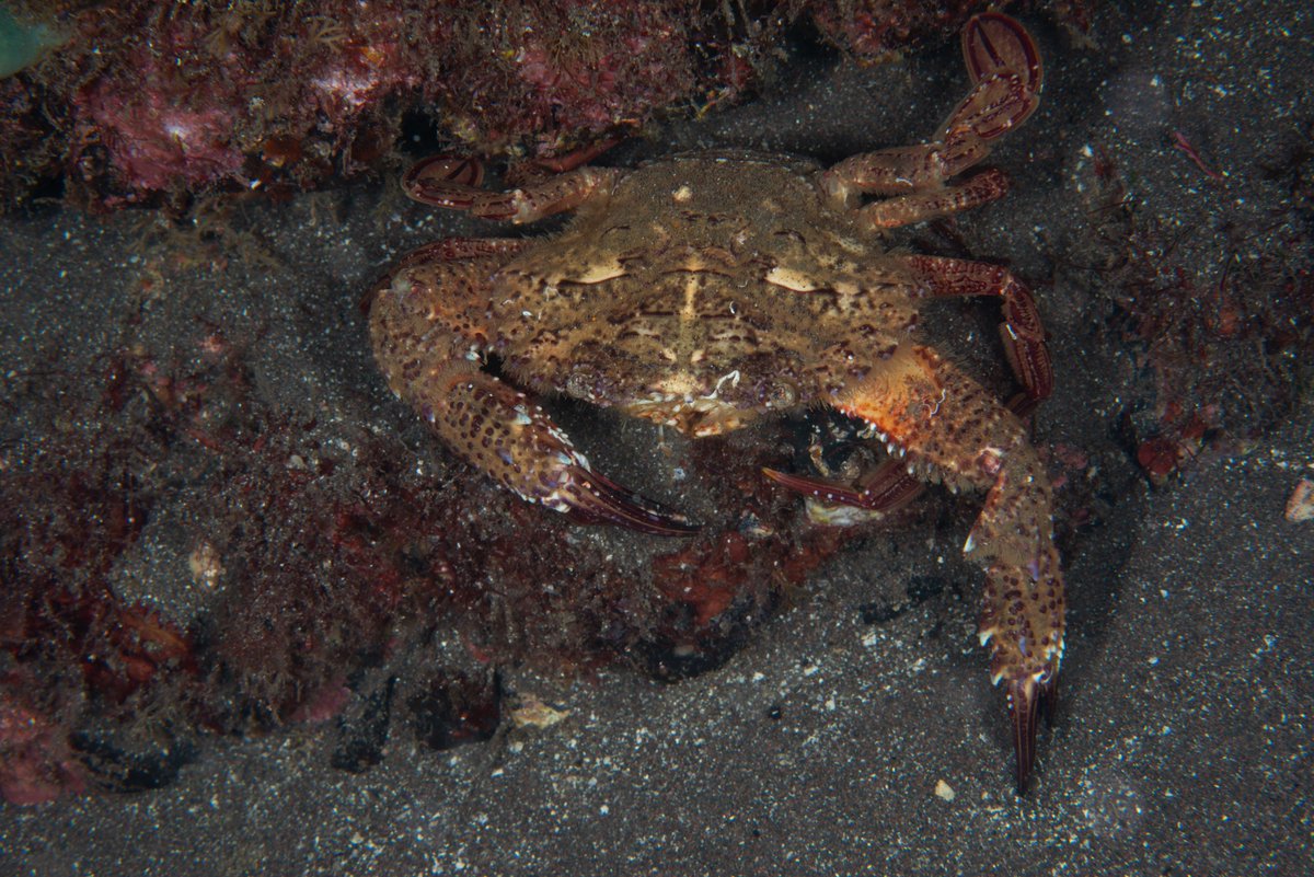 ツブワタリイシガニ ?
Charybdis (Charybdis) granulata (De Haan, 1833) ?
大瀬の湾内、水深17m、魚礁の陰。甲幅7-8cmくらい。ナイトで。
ツブワタリイシガニは何回も見ているのだが、この個体は cornea の模様と、額前縁の lob の形状が異なる。全体的な印象も異なる。
#大瀬