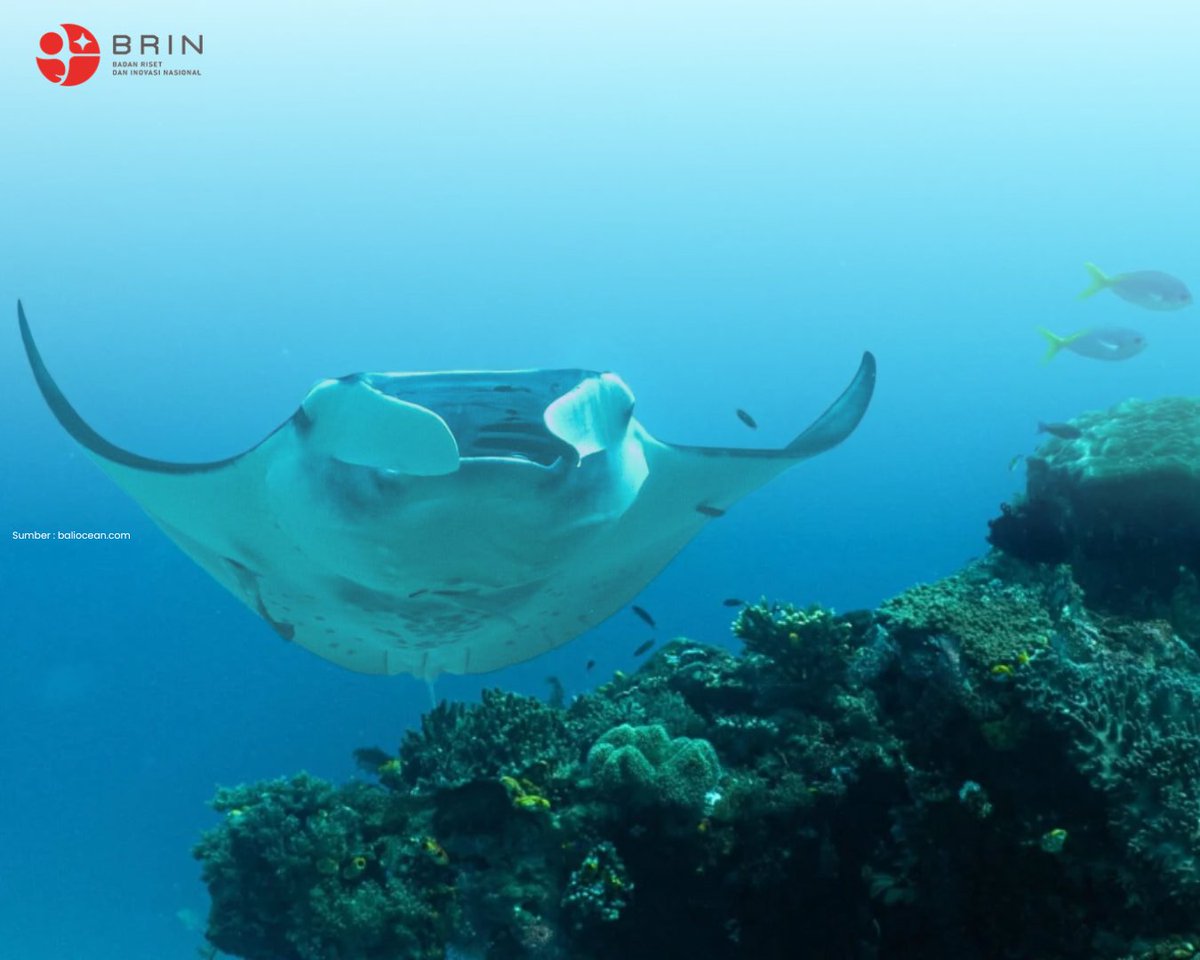 brin_indonesia's tweet photo. ๐ Di Hari CITES, mari ingat:
Melindungi pari manta berarti menjaga keseimbangan laut.
#CITES #KonservasiLaut #PariManta #BRIN #RisetInovasi https://t.co/6pvGpaKkjP