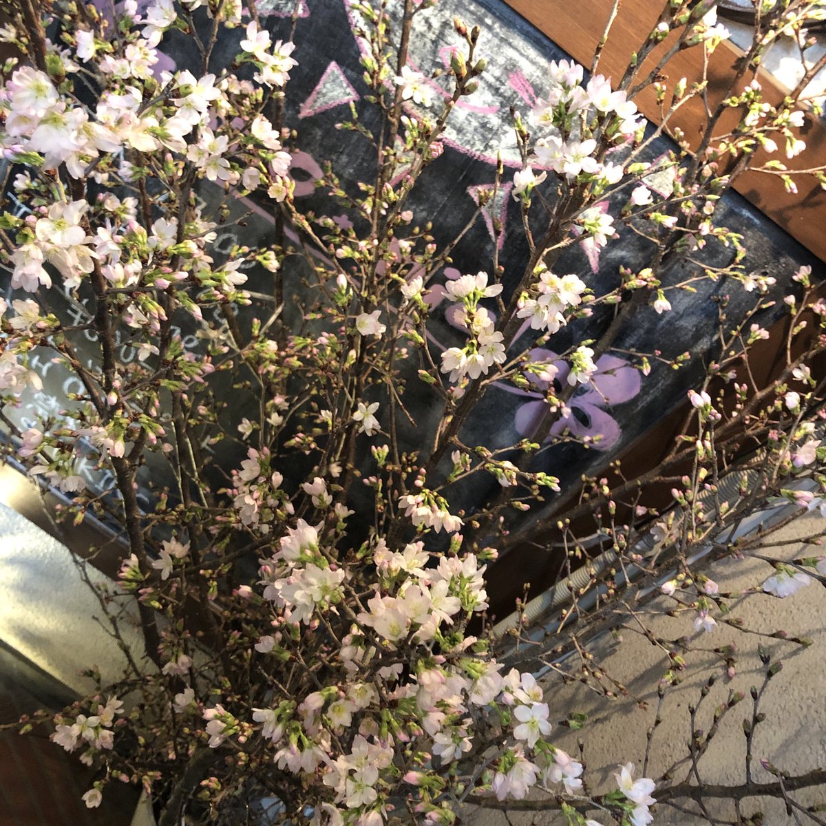 vassoniel tweet media