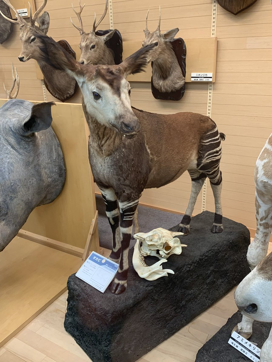 きしわだに行こう(っ'ヮ'c)キンシコウの剥製とか天ちゃん初めて見た