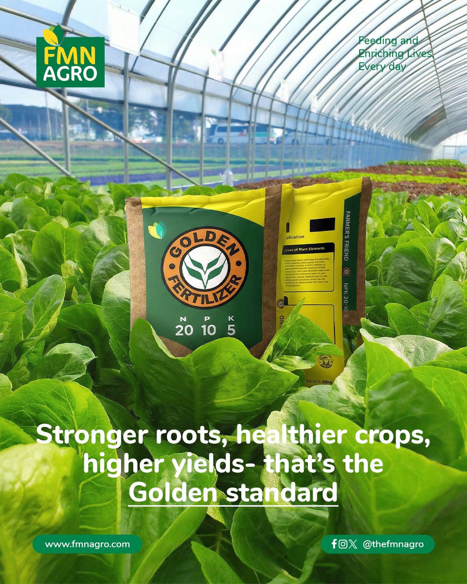 TheFMNAgro's tweet image. Every plant starts with a foundation and that foundation is soil nutrition. Golden Fertilizer is designed to restore essential nutrients, strengthen roots, and improve crop resilience against pests and environmental stress

#GoldenFertilizer #FMNAgro #SoilNutrition #agriculture