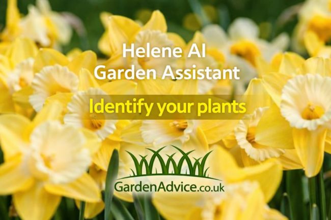 MyGardenTeam's tweet photo. Not sure what’s growing in your garden? 🌼

Helene – AI Garden Assistant can help you identify your plants and learn how to care for them.

Discover more:
 https://t.co/UlA26c51L1
#Gardening #PlantID #GardenAdvice #AI https://t.co/FACwUOo62n