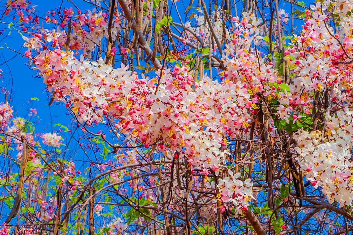 องค์การสวนพฤกษศาสตร์ tweet media