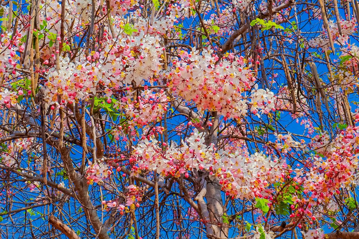 องค์การสวนพฤกษศาสตร์ tweet media