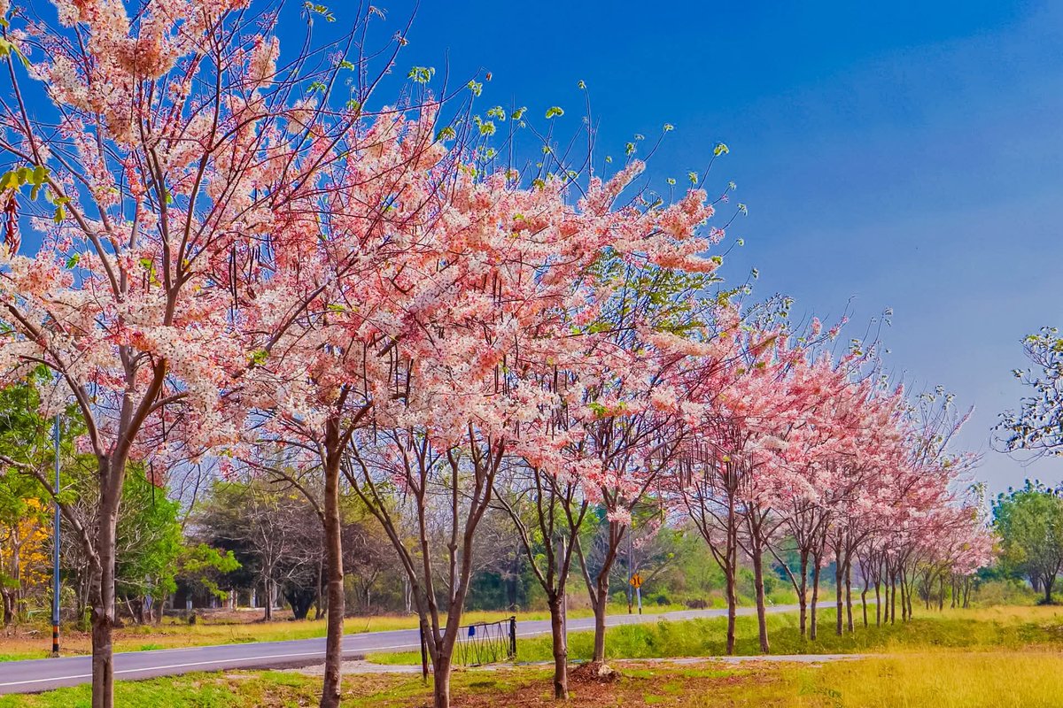 องค์การสวนพฤกษศาสตร์ tweet media