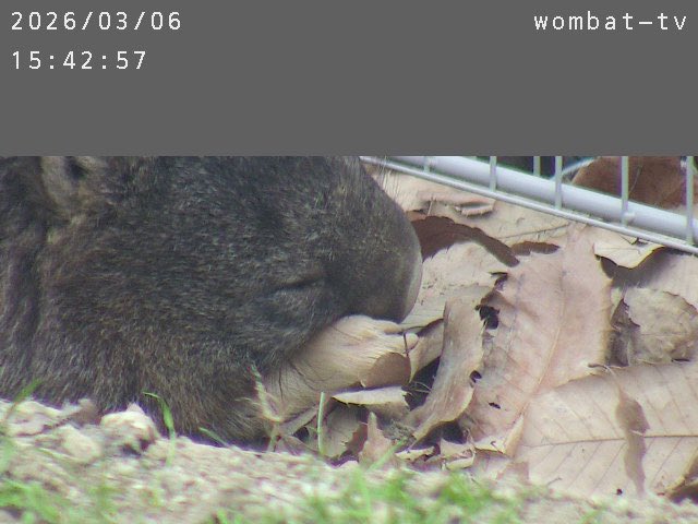 なかなかリアタイぴに会えないので
チャンスの時はたくさん撮る