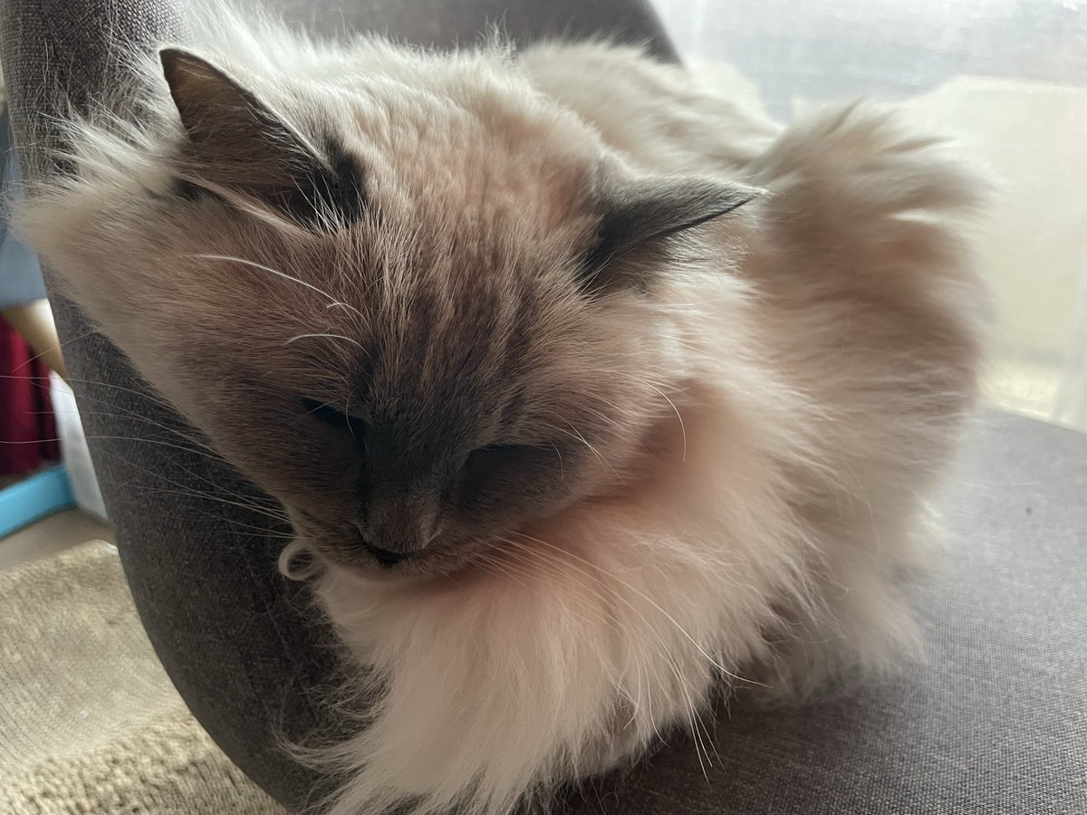 Jamais sans Maurice tweet media