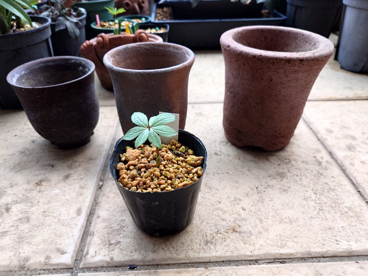 お求めやすいチベタヌスの苗があったので初挑戦です🙌 植え替えるなら