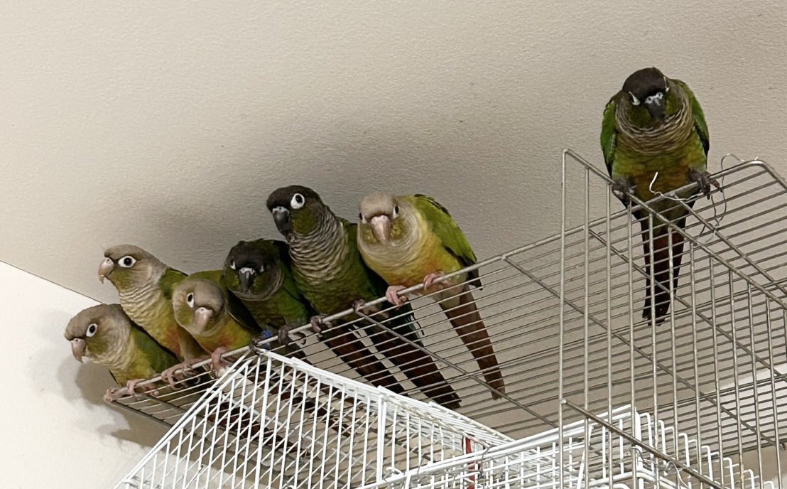 みっきー。(美樹)(自宅を小さな保護施設にしたい) tweet media