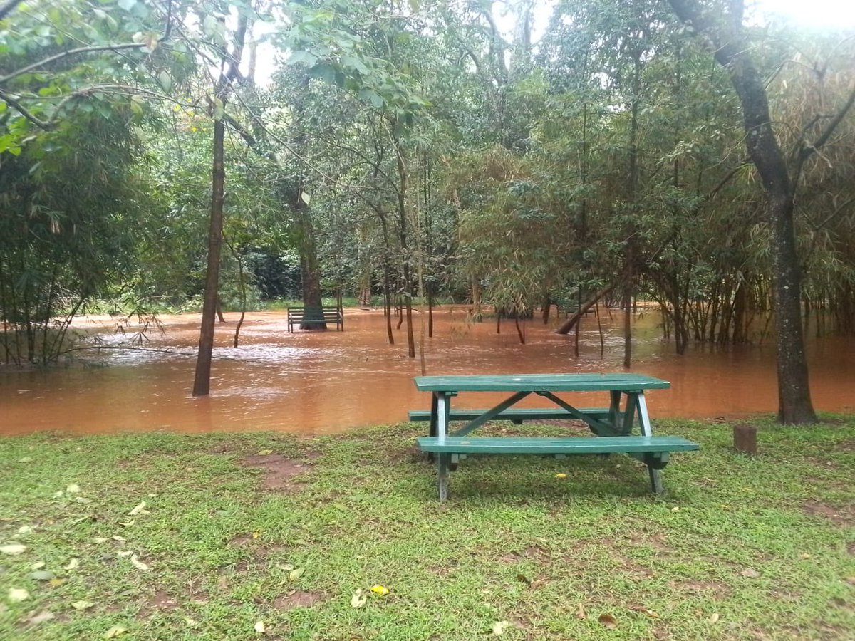 Kenya Forest Service tweet media