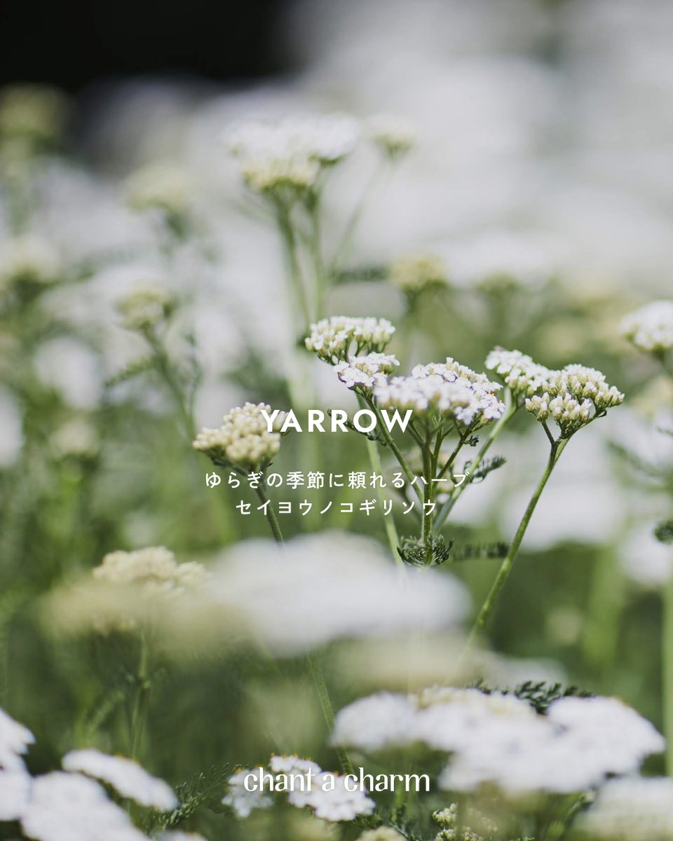 chant a charm(チャントアチャーム)公式 tweet media