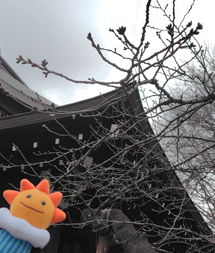 Jma_Tokyo's tweet photo. 【東京のさくらの観測状況】
3月6日現在、標本木のつぼみが少し膨らみ始めました。
#はれるん と一緒にこれから開花までの様子を随時リポートします��
詳しくは東京のさくらのページをご覧ください。
https://t.co/Y1NV6zNkkS
#東京のさくら #さくら https://t.co/OJrrmfgmBj