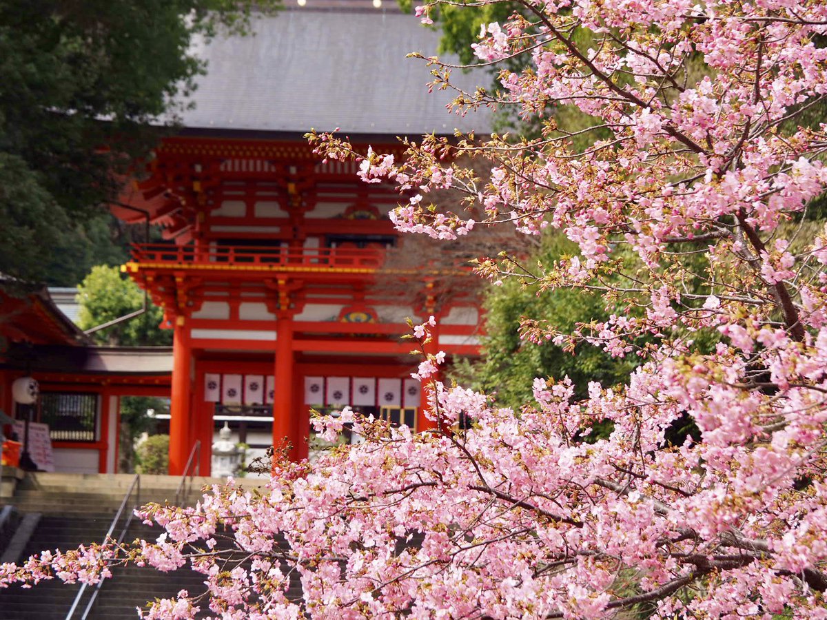 近江神宮 tweet media