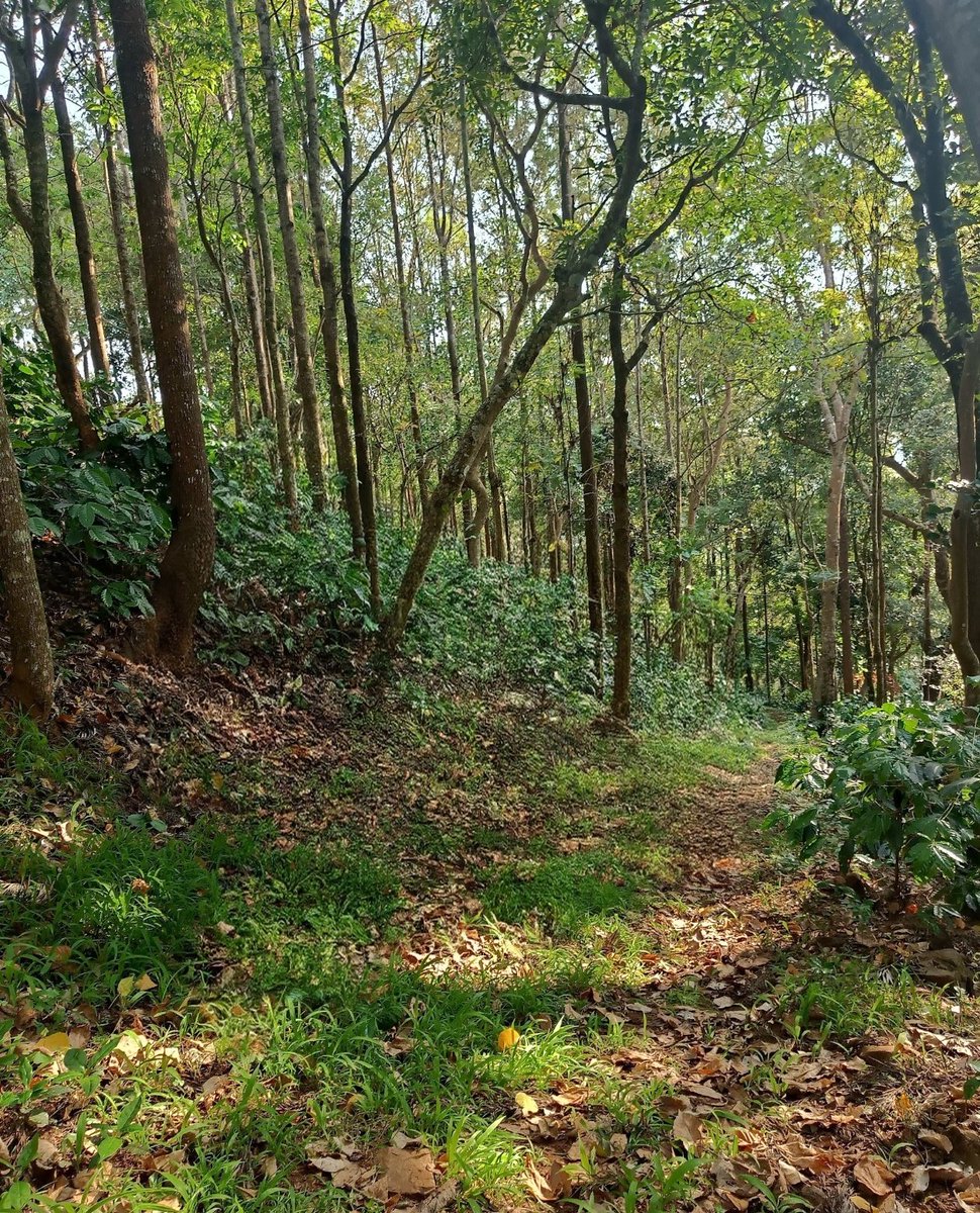 Bingo_mk's tweet image. Today’s Daily Picture Theme is ‘Woods'
The #Woods are "lovely dark and deep" 

#DailyPictureTheme