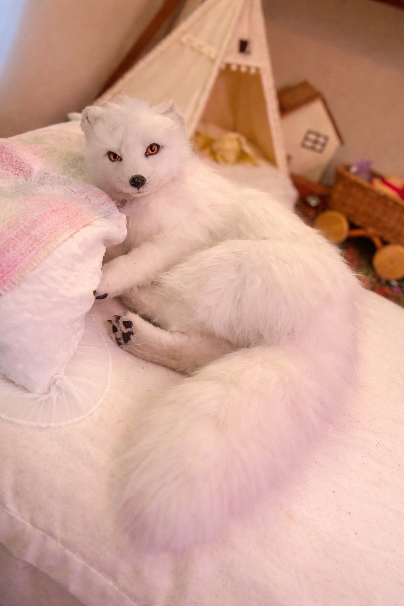 シティランきつね tweet media